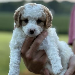 Princess - White female Cavapoo puppy in Washington, Indiana from Sugarland Puppies