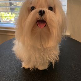 Maltese All Grown Up from A Maltese 4U
