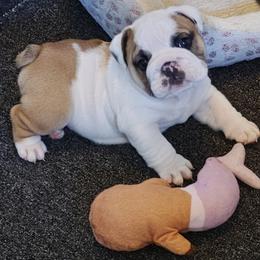 Male - Red and white male Bulldog puppy in Salina, Kansas from Big Pine Bulldogs
