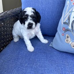 Clarabelle - Parti female Poodle puppy in West Bountiful, Utah from Utah Mountain Doodles