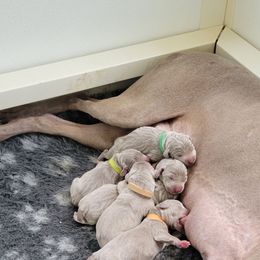 Weimaraner Puppies from Split Rock Weimaraners