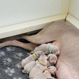 Weimaraner Puppies from Split Rock Weimaraners