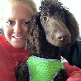 "Torch" English Springer Spaniel, Poodle, and Springerdoodle All Grown Up from SpringerDoodles at the Beach