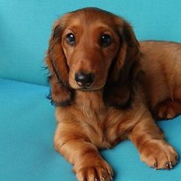 Dachshunds from Sand Dollar Dachshunds