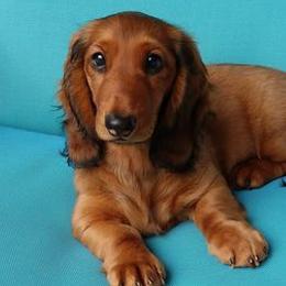 Dachshunds from Sand Dollar Dachshunds