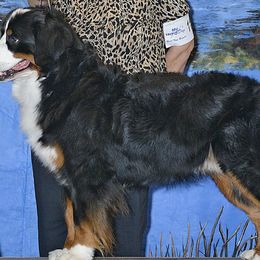 Bernese Mountain Dogs from Rivendell Bernese Mountain Dogs