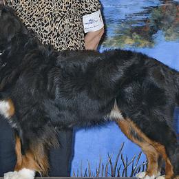 Bernese Mountain Dogs from Rivendell Bernese Mountain Dogs