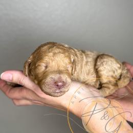 Gertie (maroon collar) - Apricot female Goldendoodle puppy in Murrieta, California from Apricot Poodles & Goldendoodles, LLC