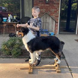Australian Shepherd All Grown Up from Kade’s Stock Dogs