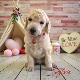 Sylvie - Cream female Poodle puppy in Port Orange, Florida from Daytona’s Standard Poodles