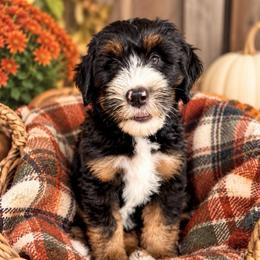 Astro - Tri-color male Bernedoodle puppy in Waco, Texas from Blessings Pups Doodles