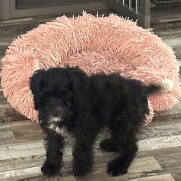 Cockapoo, Goldendoodle, and Maltipoo Puppies from Loris Pampered Pooches💕