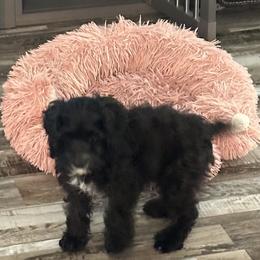 Cockapoo, Goldendoodle, and Maltipoo Puppies from Loris Pampered Pooches💕