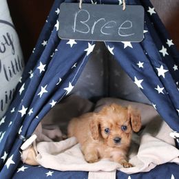 AKC Bree - Ruby female Cavalier King Charles Spaniel puppy in Albany, Indiana from Hatz Off Puppies