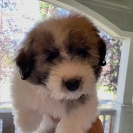 Girl 1 - Tri-color female Coton de Tulear puppy in Anchorage, Alaska from Polar Pup Cotons