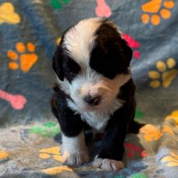 CANNOLI - Black and white male Sheepadoodle puppy in Riverside, California from Downtown Doodles & Frenchies