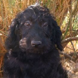 Rex - Black male Labradoodle puppy in Apache Junction, Arizona from Loving Doodle