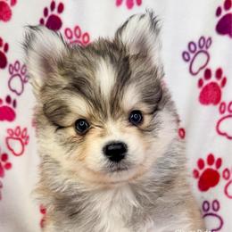 Baker - Silver male Pomsky puppy in Sheffield, Iowa from Clover Ridge Pomskies