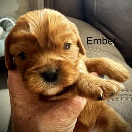 Ember - Ruby female Cavalier King Charles Spaniel puppy in Wadsworth, Nevada from T/V Cavalier's