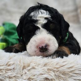 Green Collar Jet - Tri-color male Bernedoodle puppy in Bonham, Texas from Happy Valley Puppies