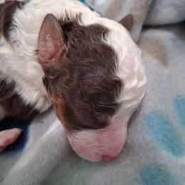 Dolly - Parti female Poodle puppy in Puyallup, Washington from Pure Parti Poodles