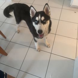 Nymeria - Black and white Siberian Husky puppy in East Wareham, Massachusetts from New England Huskies