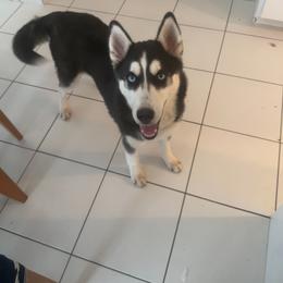 Nymeria - Black and white Siberian Husky puppy in East Wareham, Massachusetts from New England Huskies