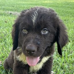 Spunk - White and brown male Newfoundland puppy in Brundidge, Alabama from Grinnell Newfoundland