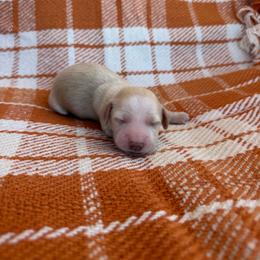Opal - Cream female Dachshund puppy in Guthrie, Kentucky from Triple T Dachshunds