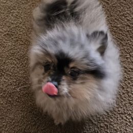 Spangler - Blue merle male Pomeranian puppy in Waco, Texas from Petite Poms