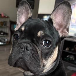 Zuko - Black and tan male French Bulldog puppy in Greenville, Texas from Lisa's French Bulldogs