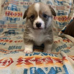 Blaze Tail intact - Red male Pembroke Welsh Corgi puppy in Maupin, Oregon from Bailey Nannini