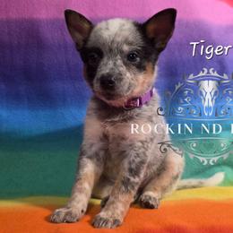 Tiger Lilly - Blue female Australian Cattle Dog puppy in Silsbee, Texas from Rockin ND Ranch