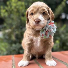 Benny - Caramel male Australian Labradoodle puppy in Citrus Heights, California from Elite Blend Labradoodles