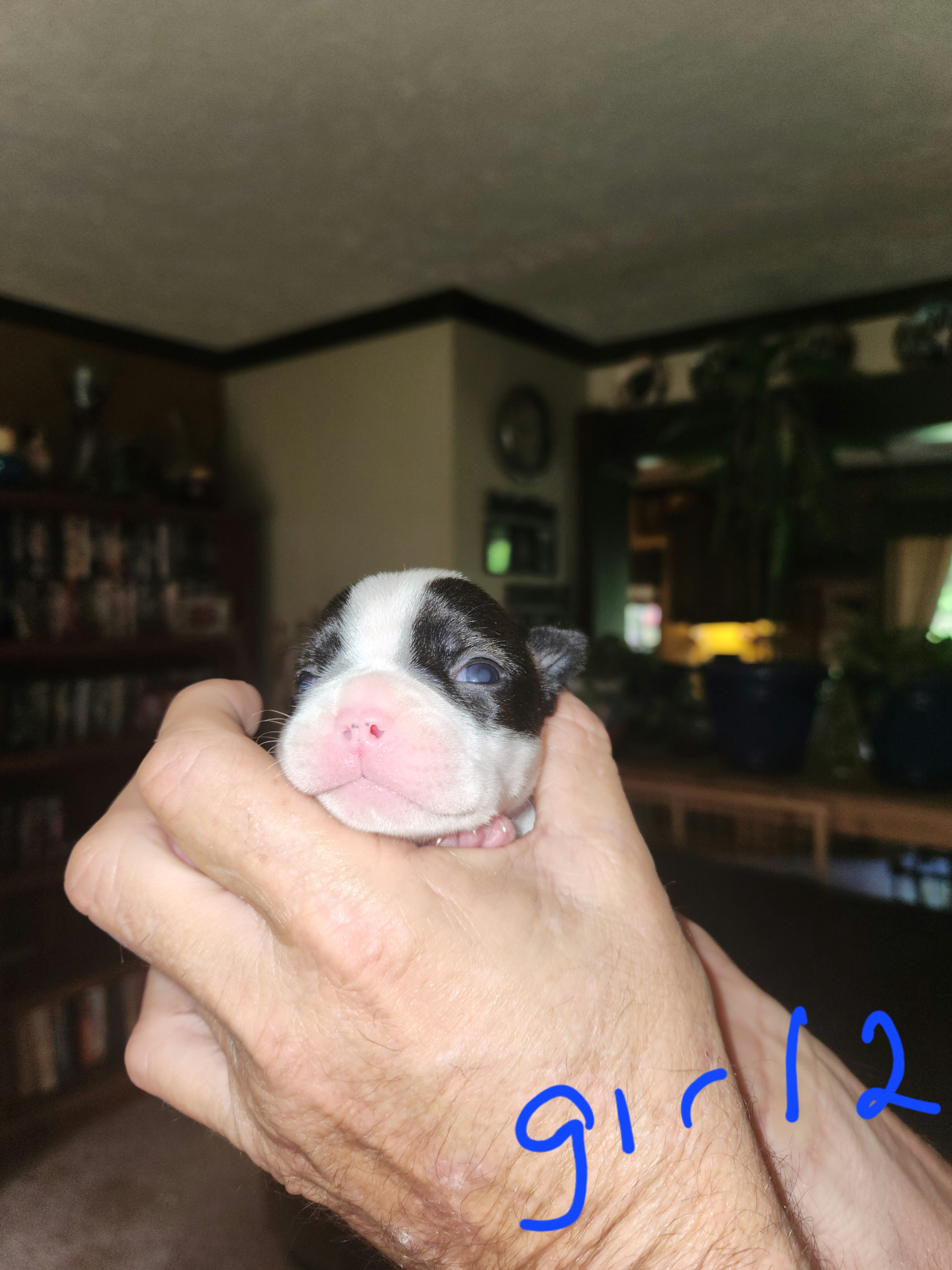 Boston Terriers from Vicki's Boston Terriers