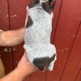 Fia - Liver and white female German Shorthaired Pointer puppy in Charlton, Massachusetts from Cuilean farm and kennel