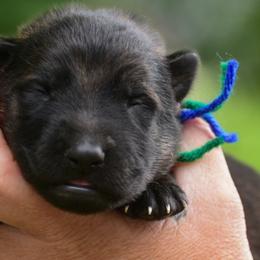 Blue green boy - Sable male German Shepherd puppy in Clarkrange, Tennessee from Vom Wolff