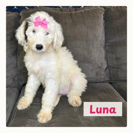 Luna - Black and white female Springerdoodle puppy in Cassville, Wisconsin from Storyside Kennels