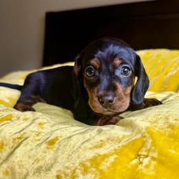 Cherry Pie - Black and tan female Dachshund puppy in Austin, Texas from Duchess Daphne's Doxie Empire