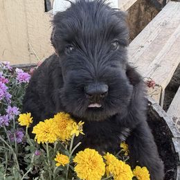 Girl 2 - Black female Giant Schnauzer puppy in Bois D’arc, Missouri from Down Low Kennels