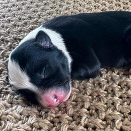 Boy 5 - Black tri-color male Australian Shepherd puppy in Zwingle, Iowa from Homestead Aussies & Doodles