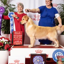 Budgy - Golden Retriever