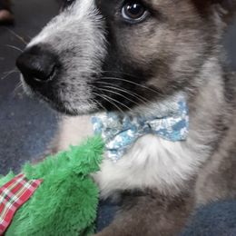 German Shepherds from Northern Mist Kennels