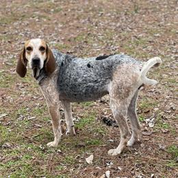 Dottie - American English Coonhound