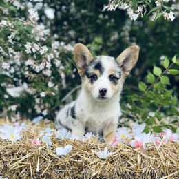 American Corgi and Pembroke Welsh Corgi Puppies from Weatherby’s Corgis
