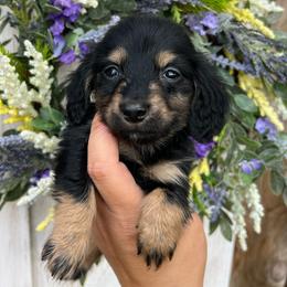 Bear Claw - Black and tan male Dachshund puppy in Payette, Idaho from NT Mini Doxies