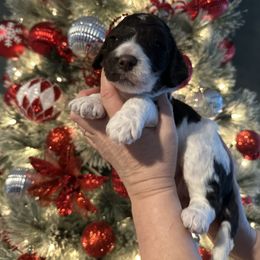 Quinn - Parti male Goldendoodle puppy in Prosperity, Pennsylvania from Stelladoodles & Company