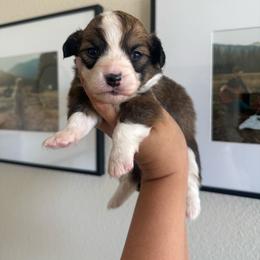 Bell - White and red female Pembroke Welsh Corgi puppy in Red Bluff, California from Wilder Ranch Corgis