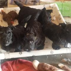 Scottish Terrier Puppies from JMAR kennels