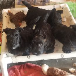 Scottish Terrier Puppies from JMAR kennels